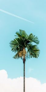 Nature,Sky,Wood,Tree,Palm,Branches,Branch