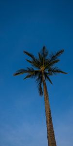 Cielo,Noche,Madera,Palma,Sucursales,Ramas,Naturaleza,Árbol