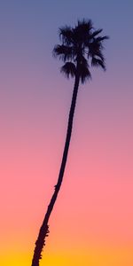 Bois,Arbre,Sky,Paume,Crépuscule,Nature,Sombre