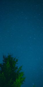 Etoiles,Bois,Arbre,Sky,Nature,Nuit