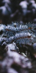 Nature,Snow,Blur,Smooth,Branch,Spruce,Fir