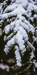 Nature,Snow,Blur,Smooth,Snow Covered,Snowbound,Branch