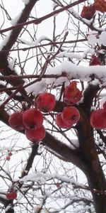 Nature,Neige,Baies,Branches,Branche,Sorbier Des Oiseleurs,Baie