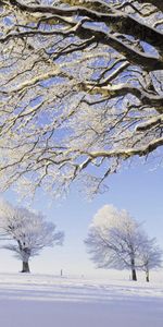 Nature,Snow,Branches,Branch,Field,Frost,Hoarfrost,Row,Trees