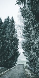 Nature,Snow Covered,Snowbound,Winter,Trees,Road,Snow,Forest