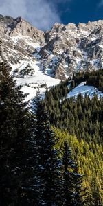 Nature,Snow,Mountain,Forest,Winter,Trees,Landscape