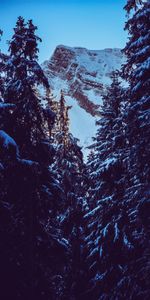 Nature,Snow,Mountain,Peak,Branches,Snow Covered,Snowbound