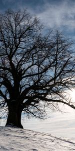 Nature,Snow,Silhouette,Wood,Tree,Winter,Landscape