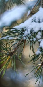 Nature,Snow,Spruce,Fir,Glare,Branch