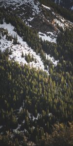 Nature,Épicéa,Sapin,Couvert De Neige,Pente,Neige,Snowbound,Arbres