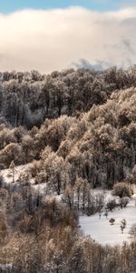 Nature,Snow,Top,Trees,Vertex