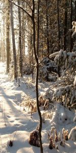 Invierno,Naturaleza,Nieve,Bosque