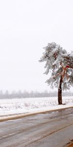 Дерево,Грязь,Дорога,Одинокое,Снег,Природа