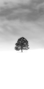 Minimalismo,Naturaleza,Nieve,Madera,Árbol,Bw,Chb