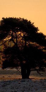 Nature,Snow,Wood,Tree,Crown,Krone,Evening,Sunset