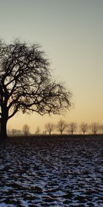 Nature,Snow,Wood,Tree,Dusk,Twilight,Field