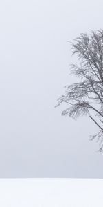 Bois,Arbre,Brouillard,Nature,Seule,Solitaire,Neige,Paysage