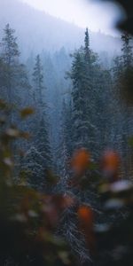 Pin,Neige,Chute De Neige,Nature,Arbres,Forêt