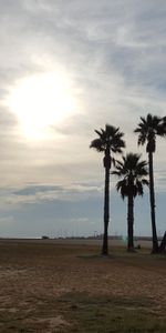 Naturaleza,Coma Ruga,Coma Alfombra,Palms,Playa,España