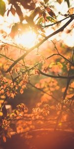 Nature,Spring,Sun,Branch,Leaves