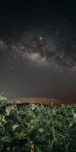 Nature,Starry Sky,Dark,Night,Plants