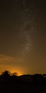 Cielo Estrellado,Palma,Contornos,Naturaleza,Noche,Estrellas