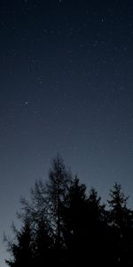 Nature,Stars,Night,Starry Sky,Branches,Bottom View