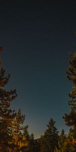 Nature,Stars,Night,Starry Sky,Branches,Spruce,Fir