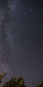 Nature,Stars,Night,Starry Sky,Top,Tops,Milky Way