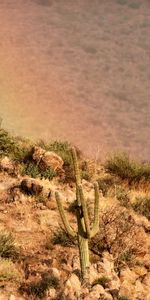 Nature,Stones,Bush,Slope,Cactus