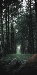 Nature,Stones,Coniferous,Trees,Pine,Forest