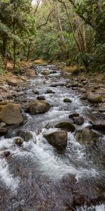 Nature,Stones,Flow,Stream,Hand,Forest