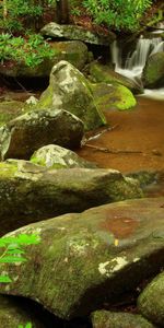 Nature,Stones,Forest,Branch,Moss,Gurgling,Murmur,Creek,Brook,Source