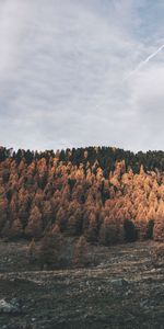 Nature,Stones,Forest,Hills,Trees