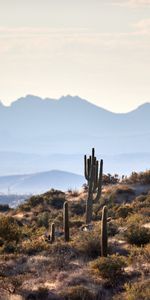 Nature,Noyaux,Buissons,Montagnes,Cactus,Paysage