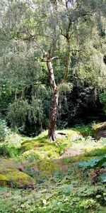 Noyaux,Forêt,Parc,Nature,Le Parc