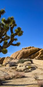 Naturaleza,Stones,Las Rocas,Rocas,Cacto,Cactus