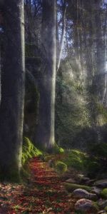 Nature,Stones,Sun,Shine,Light,Beams,Rays,Forest,Path,Moss,Mysterious,Track