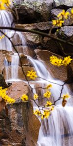 Nature,Stones,Waterfall,Branches,Leaves