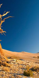 Noyaux,Bois,Arbre,Branches,Branche,Plexus,Arbustes,Nature,Sable,Désert,Mort