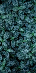 Nature,Striped,Leaves,Veins,Plants