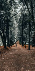 Parc,Flâner,Arbres,Promenade,Nature,Le Parc,Fille,Chiens