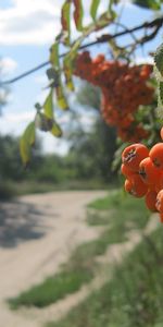 Nature,Summer,Bunch,Rowan,Berry