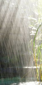 Nature,Douche,Averse,Buissons,Lumière,Briller,Été,Pluie