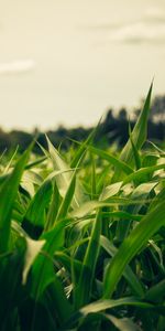 Nature,Summer,Field,Evening,Maize,Corn