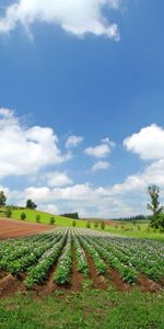 Nature,Summer,Field,Rows,Ranks,Culture,Economy,Plantation,Farm