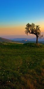 Nature,Summer,Road,Field,Plain