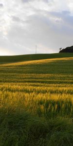 Briller,Domaine,Seigle,Lumière,Champ,Nature,Coucher De Soleil,Sun,Été