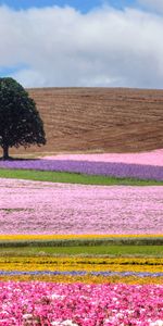 Bois,Arbre,Domaine,Nature,Hétéroclite,Champ,Multicolore,Été,Fleurs