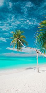 Nature,Summer,Tropics,Sea,Palms,Beach